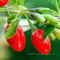 Medlar Goji Berries Chinese Wolfberry Himalayan Goji Berry